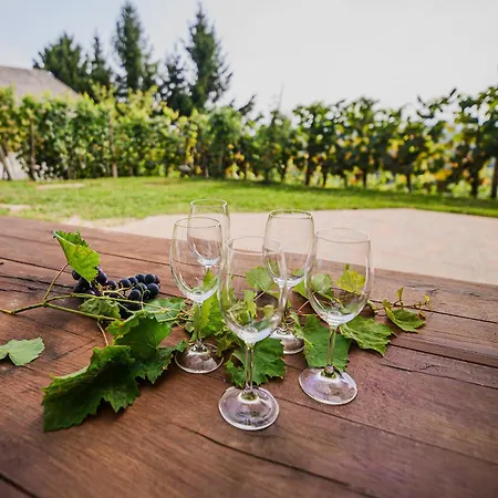 Sunny At Vineyard * Veliki Kamen